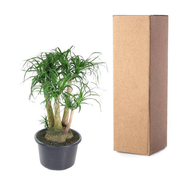 Beaucarnea Zimmerpflanze Ø41cm ↕110cm – pflegeleichte Grünpflanze für Wohnzimmer, Büro & helle Standorte kaufen – Plant