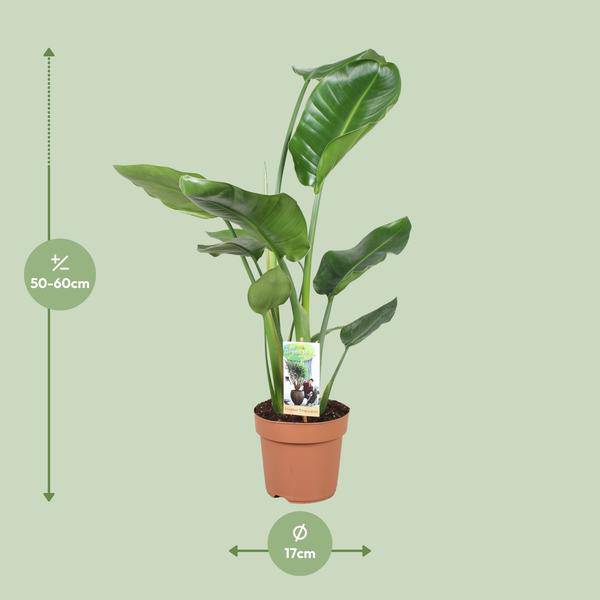 Baum – Strelitzie – Strelitzia Nicolai – Riesenweiße Paradiesvogelblume – tropische Zimmerpflanze – pflegeleicht & dekorativ – Ø17cm – ca. 60cm hoch – Plant