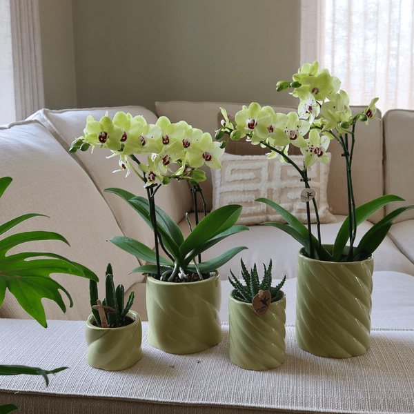 Dekotopf Candy – Grün – Ø6cm – Farbiger Keramik Blumentopf in glänzender Optik – Runde Form – Für Mini-Pflanzen & Orchideen – Plant