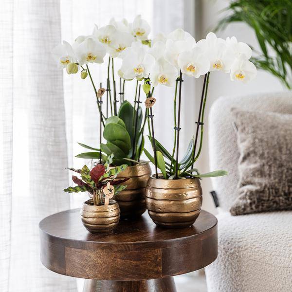 Calathea Makoyana – Pfauen – Korbmaranthe – Zimmerpflanze – Ø9cm – Exotische, kompakte Grünpflanze mit dekorativen Blättern – Plant