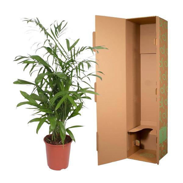 Bambuspalme Chamaedorea Seifrizii Zimmerpflanze Ø27cm ↕140cm – tropische Grünpflanze für Wohnzimmer, Büro & helle Standorte kaufen – Plant