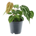 Anthurium Crystallinum – Flamingoblume – Zimmerpflanze ↕35cm – Ø12cm – Exotische Grünpflanze mit herzförmigen Blättern & weißen Blattadern