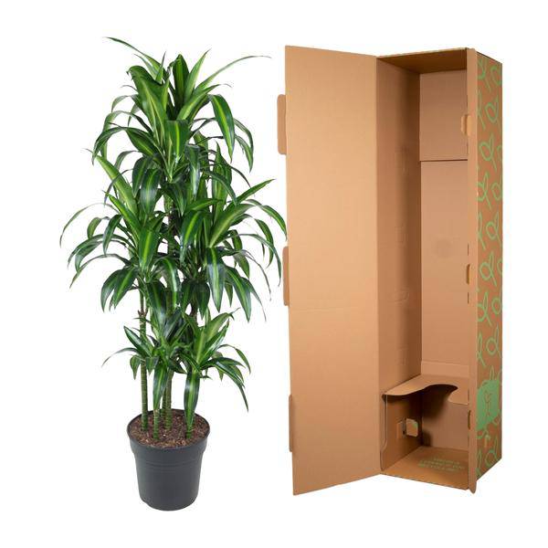 Drachenbaum – Dracaena Hawaiiana Karussell 150cm – Ø31cm – Zimmerpflanze mit langen glänzenden Blättern – Plant