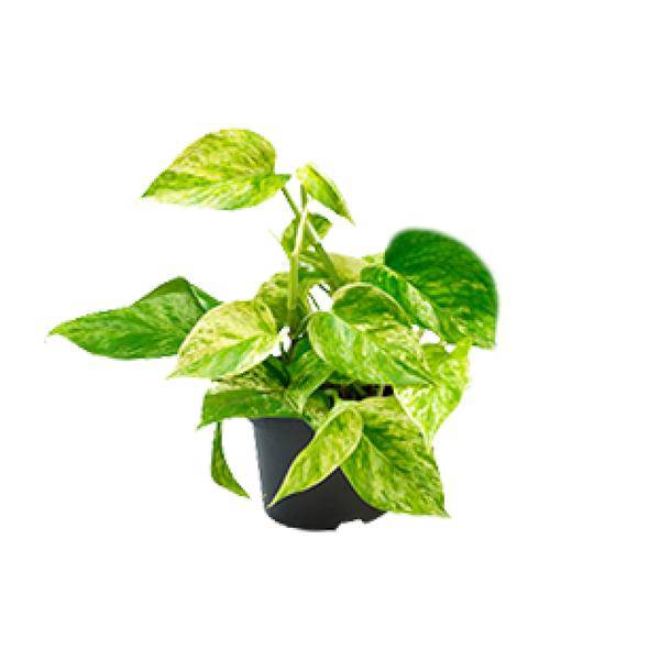 Efeutute Marble Queen – Epipremnum Scindapsus – Ø12cm x H20cm – Pflegeleichte Kletter – & Hängepflanze – Luftreinigend – Im Pflanztopf – Plant