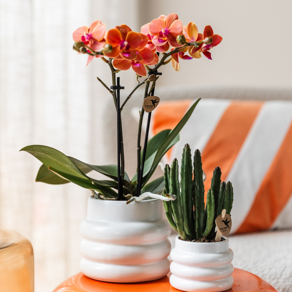 Aasblume – Stapelia – Zimmerpflanze – Ø6cm – Exotische & pflegeleichte Sukkulente – Seltene Kaktusart für Wohnzimmer, Büro & Pflanzenliebhaber