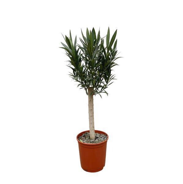 Rosenlorbeer Gartenpflanze Ø22cm ↕110cm – Pflanze für Garten, Balkon, Terrasse, Kübel & Beet online kaufen – Plant