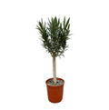 Rosenlorbeer Gartenpflanze Ø22cm ↕110cm – Pflanze für Garten, Balkon, Terrasse, Kübel & Beet online kaufen – Plant