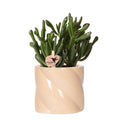 Sukkulente Crassula Hobbit – Zimmerpflanze Ø9cm – inkl. Candy – Topf Pfirsich – Pflegeleichte Grünpflanze im dekorativen Keramiktopf – Plant