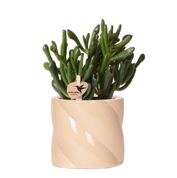 Sukkulente Crassula Hobbit – Zimmerpflanze Ø9cm – inkl. Candy – Topf Pfirsich – Pflegeleichte Grünpflanze im dekorativen Keramiktopf – Plant