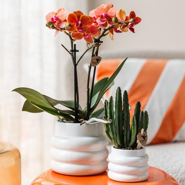 Bubble Dekotopf – Weiß – Ø9cm – Keramik Blumentopf mit Struktur – Stilvoller Pflanzentopf für Sukkulenten, Kakteen & kleine Zimmerpflanzen – Plant