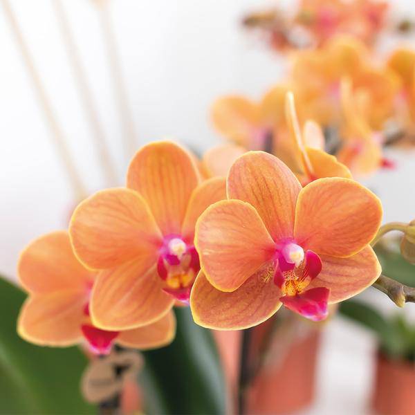 Phalaenopsis Orchidee Zimmerpflanze Ø9cm – blühende Orchidee für Wohnzimmer, Büro & helle Standorte kaufen – Plant