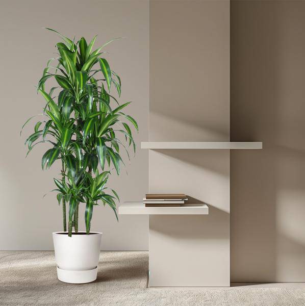 Drachenbaum – Dracaena Hawaiiana Karussell 150cm – Ø31cm – Zimmerpflanze mit langen glänzenden Blättern – Plant
