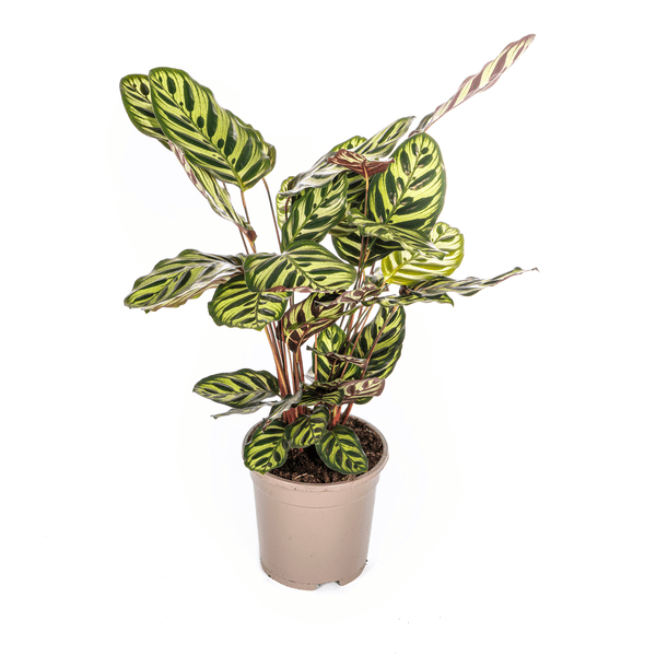 Calathea Makoyana Pfauen – Korbmaranthe – Zimmerpflanze Ø17cm – ca. 40-50cm hoch – Dekorative Blätter mit roter Unterseite – Plant