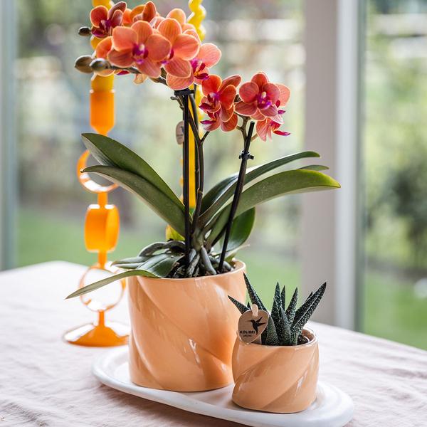 Candy Blumentopf Pfirsich Ø9cm – Dekorativer Keramiktopf in moderner runder Form – Pflanzentopf für Orchideen, Sukkulenten & Grünpflanzen – Plant