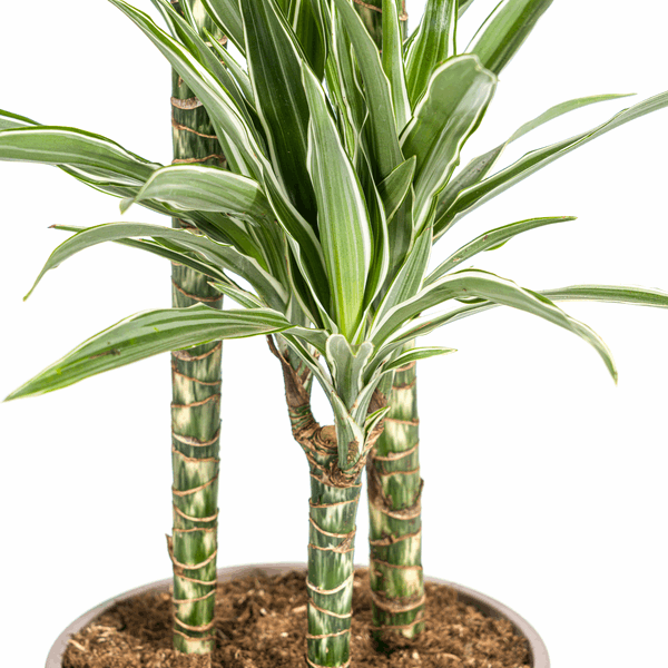 Dracaena Deremensis White Stripe – Drachenbaum – Ø24cm – ↕130-150cm – Elegante Zimmerpflanze mit weißen Blattstreifen – Pflegeleicht & luftreinigend – Plant