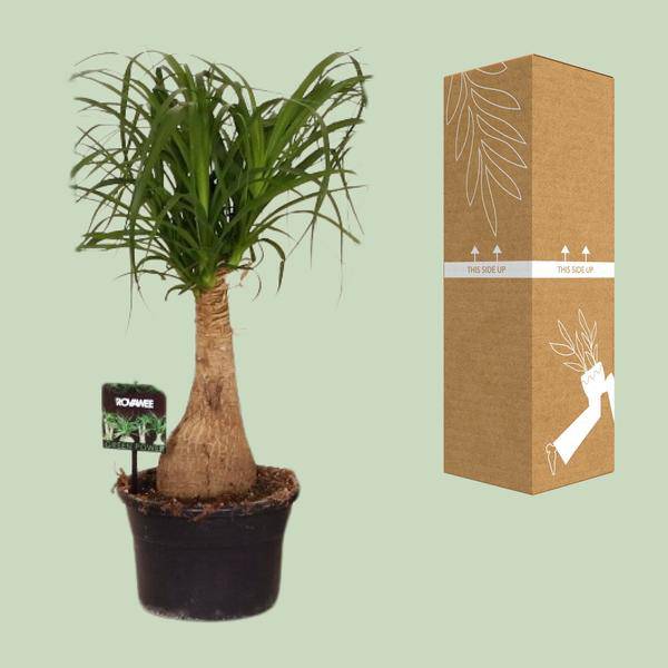 Elefantenfuß Beaucarnea Nolina – Ø19cm – ↕60cm – Pflegeleichte Zimmerpflanze mit luftreinigenden Eigenschaften