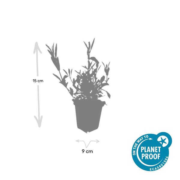 Verbena bonariensis – Patagonisches Eisenkraut – Lila Blüten – Schmetterlings – & Bienenfreundlich – Pflegeleicht & Winterhart – Plant