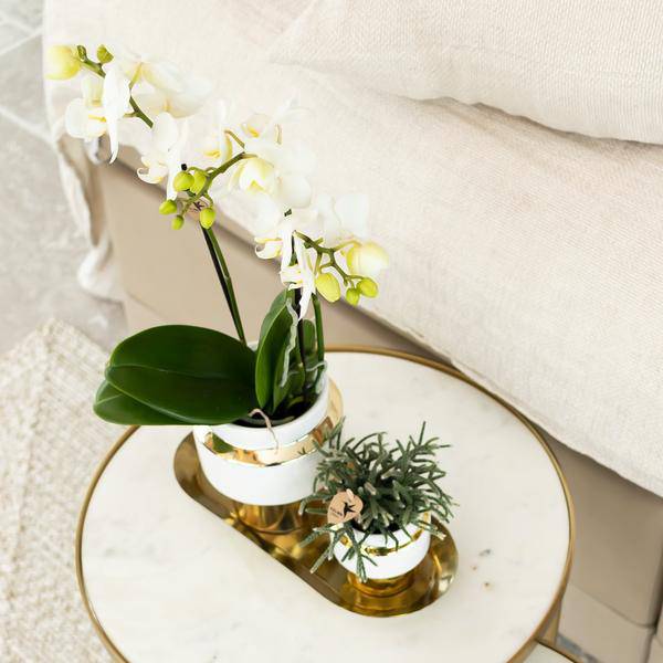 Weiße Phalaenopsis Orchidee Amabilis – 2-3 Zweige – Ø9cm Le Chic Deko – Topf – Gold mit weißen Details – Blühende Zimmerpflanze – 40cm hoch – Plant