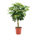 Strahlenaralie Schefflera Arboricola Zimmerpflanze Ø19cm ↕75cm – pflegeleichte Grünpflanze für Wohnzimmer, Büro & helle Standorte kaufen – Plant