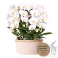Orchideen – Set Weiß im Baumwollkorb Zimmerpflanze Ø12cm – blühende Orchidee für Wohnzimmer, Büro & helle Standorte kaufen – Plant
