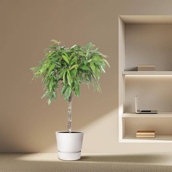 Schmalblättriger Gummibaum Ficus binnendijkii Amstel King Zimmerpflanze Ø30cm ↕140cm – pflegeleichte Grünpflanze für Wohnzimmer, Büro – Plant
