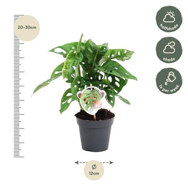 Monstera obliqua Monkey Leaf – Fensterblatt – Kletterpflanze und Zimmerpflanze mit dekorativen Blättern – Ø12cm – ↕25cm – Plant