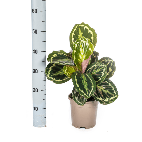 Calathea Medallion – Korbmarante – Ø17cm – ↕40-50cm – Exotische Zimmerpflanze mit dekorativen Blättern – Pflegeleicht & luftreinigend – Plant