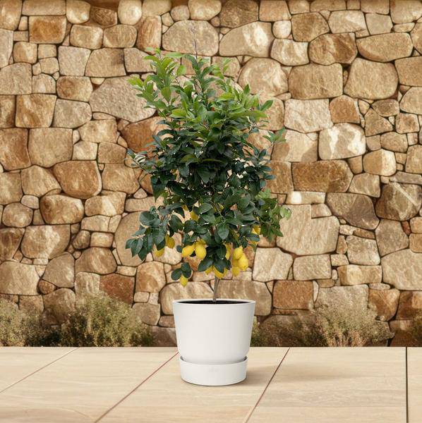Orangenbaum – Citrus Calamondin – Zitruspflanze 200cm Ø40cm – Kübelpflanze mit duftenden Blüten & Früchten – Plant