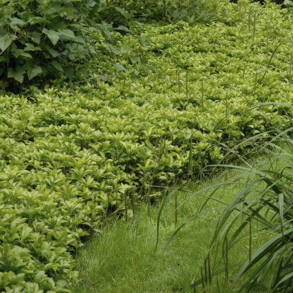 Pachysandra terminalis 'Green Carpet' – Schattengrün – Immergrüner Bodendecker – Weiße Blüten – Halbschatten – Pflegeleicht – Plant