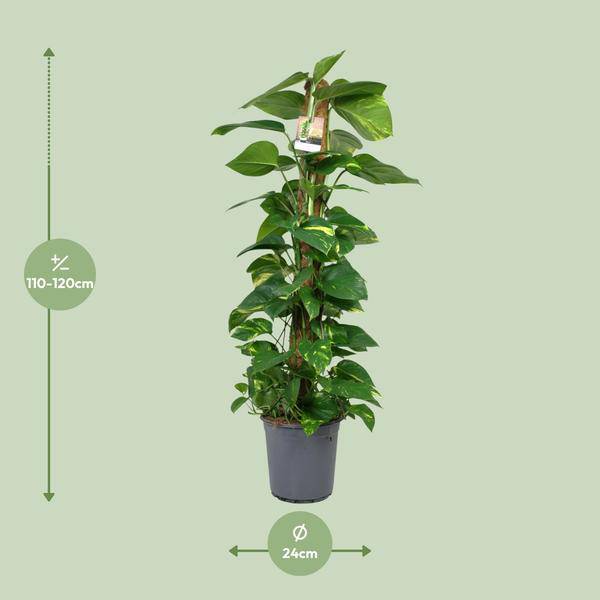 Efeutute Scindapsus Epipremnum – Zimmerpflanze – Ø24cm 120cm hoch – Pflegeleichte Kletterpflanze mit leuchtend grünem Laub – Ideal für Halbschatten – Fabien Pflanzen – Plant