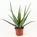 Echte Aloe Vera – Zimmerpflanze – Ø19cm – ca. 70cm hoch – pflegeleichte Heilpflanze mit fleischigen Blättern – Plant