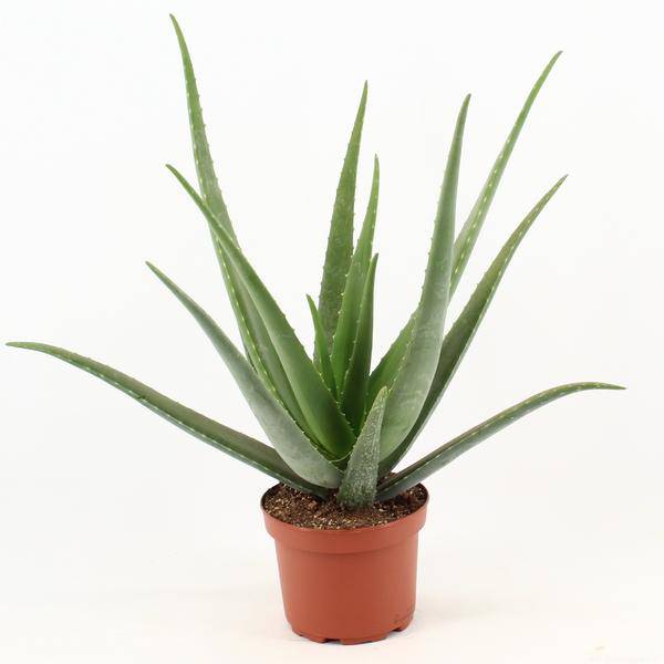 Echte Aloe Vera – Zimmerpflanze – Ø19cm – ca. 70cm hoch – pflegeleichte Heilpflanze mit fleischigen Blättern – Plant