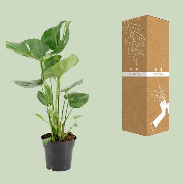Köstliches Fensterblatt – Monstera Deliciosa – pflegeleichte Zimmerpflanze – Ø17cm – ca. 60cm hoch – dekorative Grünpflanze mit großen Blättern – Plant