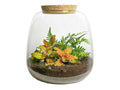 Flaschengarten – Emma Mini – DIY Bausatz – ↑20cm – Ø19cm – mit Fittonia Ruby Lime – Selbstbewässerndes Pflanzenterrarium – Plant