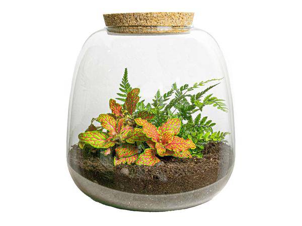 Flaschengarten – Emma Mini – DIY Bausatz – ↑20cm – Ø19cm – mit Fittonia Ruby Lime – Selbstbewässerndes Pflanzenterrarium – Plant