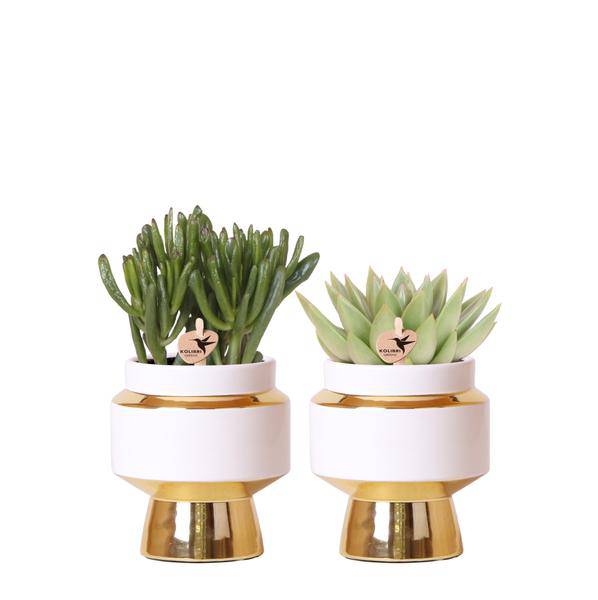 Sukkulenten 2er – Set in eleganten Le Chic Keramiktöpfen – Ø9cm – Pflegeleichte Grünpflanzen – Weiß mit goldenen Details – Dekoratives Pflanzen – Plant