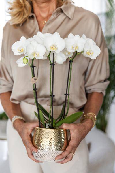 Phalaenopsis Orchidee Weiß Amabilis Zimmerpflanze Ø9cm ↕40cm – blühende Orchidee für Wohnzimmer, Büro & helle Standorte kaufen – Plant
