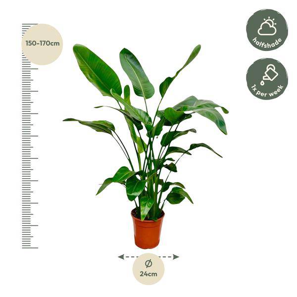Baum – Strelitzie Strelitzia Nicolai Zimmerpflanze Ø24cm ↕150cm – tropische Grünpflanze für Wohnzimmer, Büro & helle Standorte kaufen – Plant