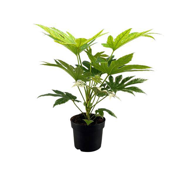 Zimmeraralie Fatsia Japonica Spider Web Zimmerpflanze Ø17cm ↕50cm – pflegeleichte Grünpflanze für Wohnzimmer, Büro & helle Standorte kaufen – Plant