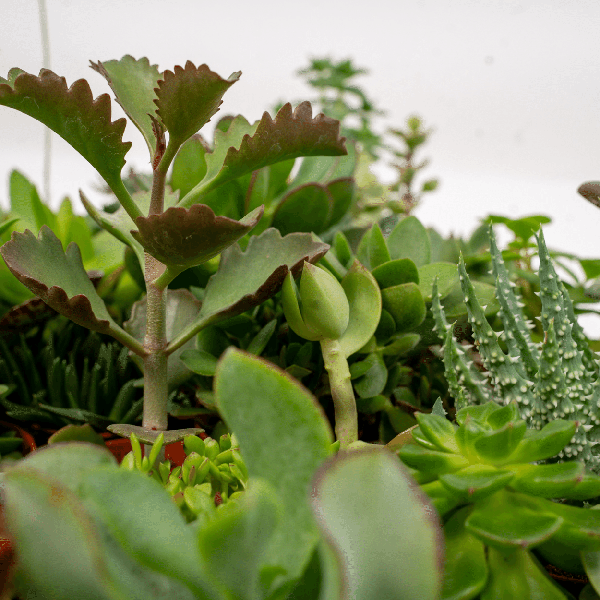 Sukkulenten Mix – Verschiedene Arten – Aloe Vera, Echeveria, Kalanchoe, Sedum – Zimmerpflanzen im Topf – Ø5,5cm – ↕7cm – Plant