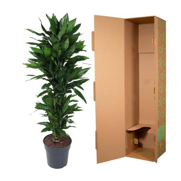 Drachenbaum Zimmerpflanze Ø31cm ↕130cm – pflegeleichte Grünpflanze für Wohnzimmer, Büro & helle Standorte kaufen – Plant