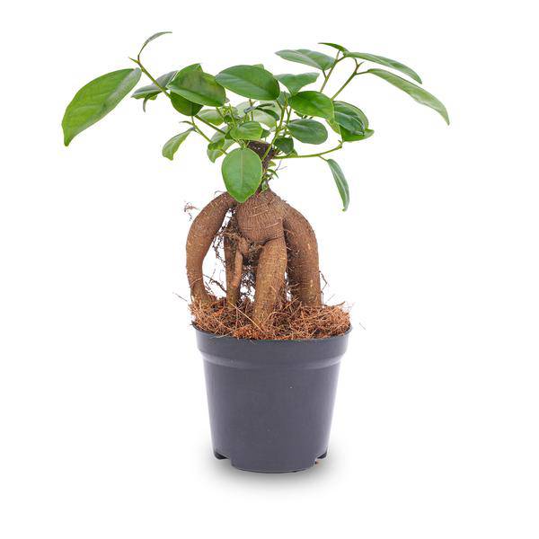 Chinesische Feige – Ficus microcarpa Ginseng – Ø9cm – Bonsai – Zimmerpflanze – Dekorativer Kleinbaum für Zuhause & Büro – Plant