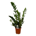 Zamioculcas – Glücksfeder – Zimmerpflanze – Ø17cm – Höhe ca. 75cm – pflegeleichte Sukkulente für Wohnzimmer, Büro und Schlafzimmer – Plant