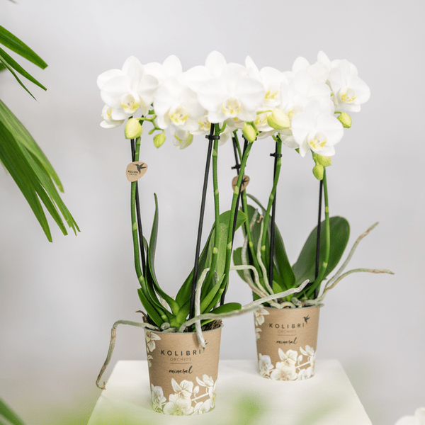 Weiße Phalaenopsis Orchideen – Amabilis – 2 Pflanzen – Blühende Zimmerpflanze Ø9cm – Multiflora – Orchidee mit 2-3 Zweigen – Plant