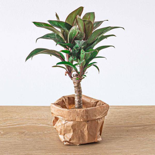 Mini – Palme Cordyline fruticosa Purple Compacta – Terrarienpflanze – Ø6cm – Kompakte Keulenlilie mit violettem Laub – Pflegeleicht & dekorativ – Plant