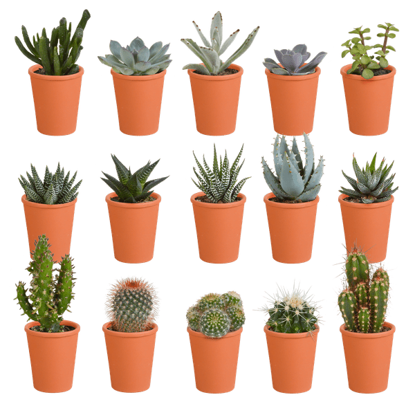 Sukkulenten & Kakteen Mix 15 Pflanzen Ø5,5cm – pflegeleichtes Pflanzen Set für Urban Jungle, Fensterbank, Wohnzimmer & Büro – Plant