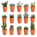 Sukkulenten & Kakteen Mix 15 Pflanzen Ø5,5cm – pflegeleichtes Pflanzen Set für Urban Jungle, Fensterbank, Wohnzimmer & Büro – Plant
