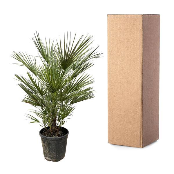 Grüne Zwergpalme – Chamaerops Humilis 150cm – Ø30cm – Europäische frostbeständige Palme – Mediterrane Zimmer – & Gartenpflanze für Innen – Plant