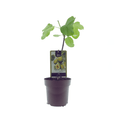 Ficus Panachee – Feigenbaum – Ø15cm – ↕40cm – Pflegeleichte Zimmerpflanze mit buschigem, glänzendem Laub – Für Wohnräume, Büro & Balkon – Plant