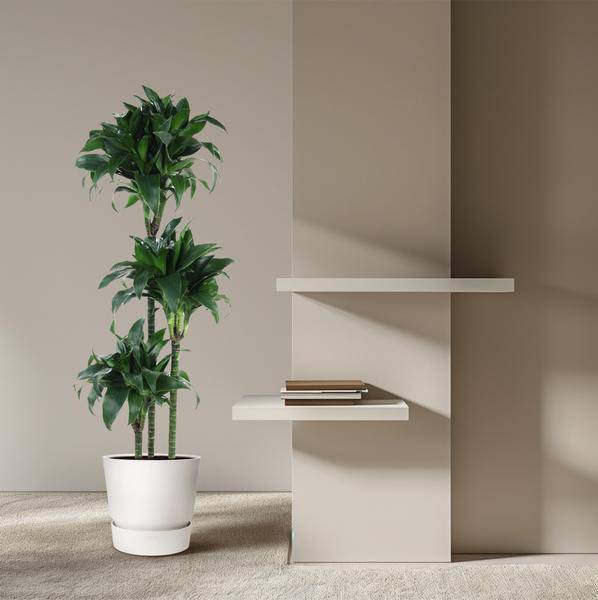Drachenbaum – Dracaena Tatuade 140cm – Ø24cm – Zimmerpflanze mit grün – weißen Blättern – Plant